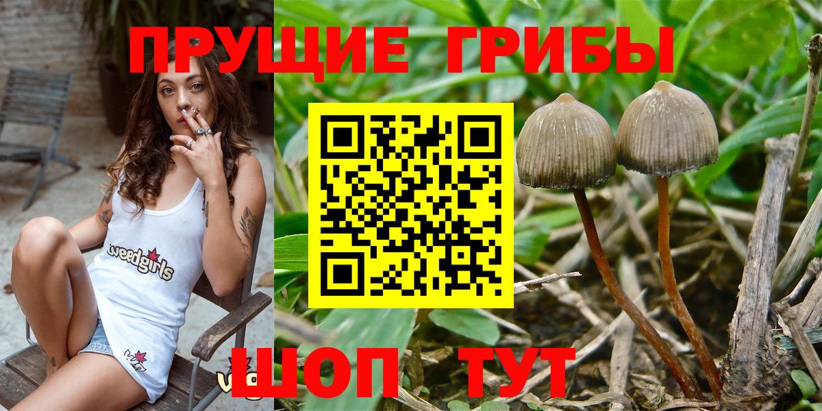 Сорочинск  Галлюциногенные грибы Cubensis  Вход с VPN 